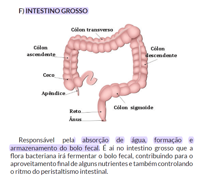 como é feita essa absorção de água pelo intestino grosso Explicaê