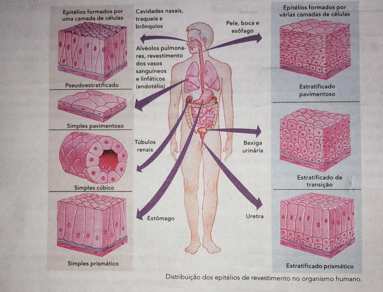 VASSOURAS Sobre os tecidos epiteliais NÃO é CORRE Explicaê