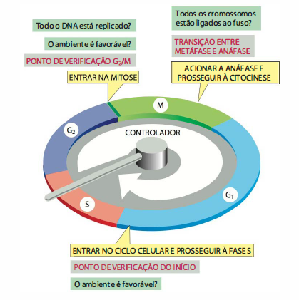 Quais são os pontos de checagem do ciclo celular Explicaê